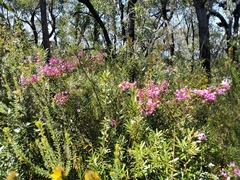 Boronia