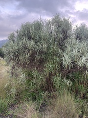 Senecio cinerarioides