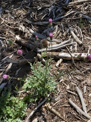 Cirsium andersonii