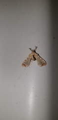 Leucinodes cordalis