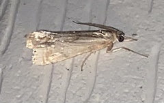 Crambus albellus