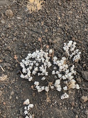 Eriogonum ovalifolium