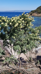 Anthyllis barba-jovis