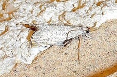 Haimbachia squamulellus