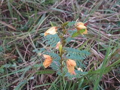 Sesbania vesicaria