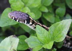 Thamnophis marcianus