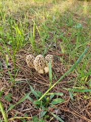 Morchella americana