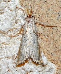 Haimbachia squamulellus