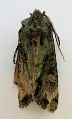 Ichneutica plena