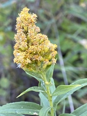 Solidago lepida