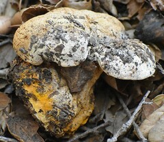 Caloboletus marshii