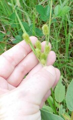 Cyperus retrorsus