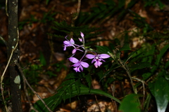Calanthe masuca