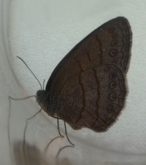 Hermeuptychia hermes