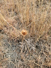 Echinacea angustifolia