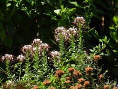 Polanisia dodecandra