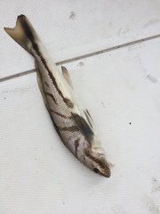 Menticirrhus saxatilis