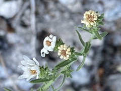 Symphyotrichum falcatum