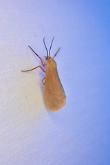 Virbia aurantiaca