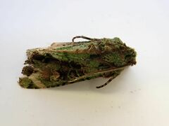 Ichneutica plena
