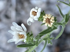 Symphyotrichum falcatum