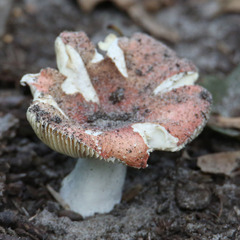 Russula compacta