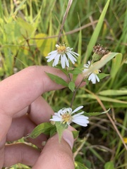Symphyotrichum ontarionis