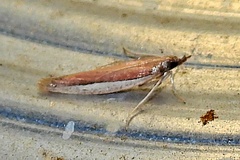 Tampa dimediatella