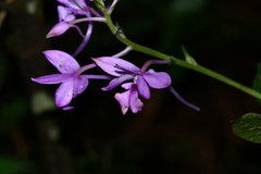 Calanthe masuca