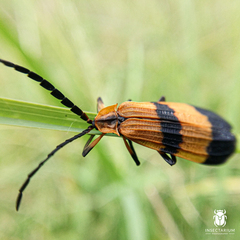 Calopteron