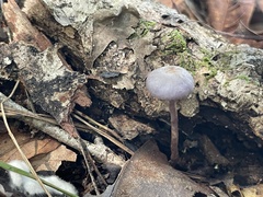 Inocybe geophylla