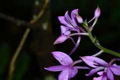 Calanthe masuca