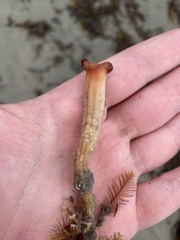 Styela montereyensis