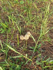 Morchella americana