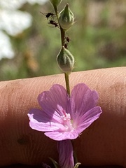 Sidalcea