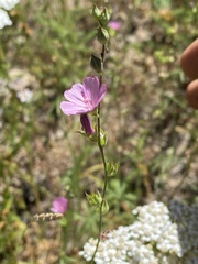 Sidalcea
