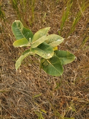 Asclepias speciosa