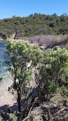 Anthyllis barba-jovis