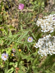 Sidalcea