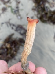 Styela montereyensis