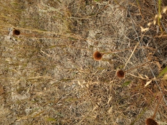 Echinacea angustifolia