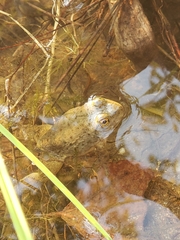 Rana luteiventris