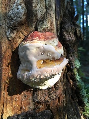 Fomitopsis mounceae