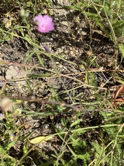 Sidalcea