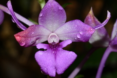 Calanthe masuca