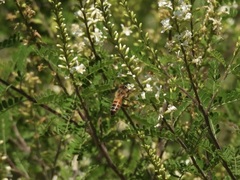 Apis mellifera