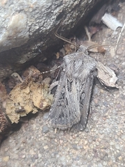 Agrotis gladiaria