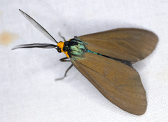 Ctenucha virginica