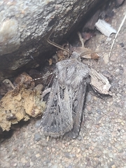 Agrotis gladiaria