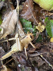 Schistocerca americana